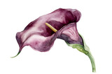 Single calla lily flower watercolor illustration isolated on white background
