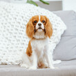© Игорь Олейник - Cavalier King Charles Spaniel resting on the sofa