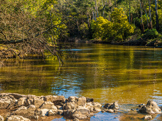 Golden Spring Wattle Reflected In River