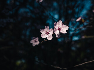 Poster - Cherry blossom