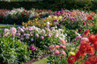 © Stephan Sühling - DAhlienblüte im Münsterland