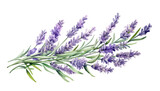 lavender flowers watercolor isolated on transparent background cutout