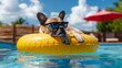 © Zainab - Adorable dog lounging on a yellow float in the pool, wearing stylish sunglasses under the sunny sky