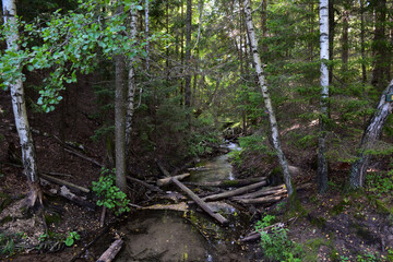 tree in the woods