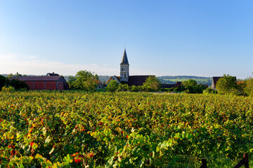 Sticker - Champagne vineyards in Azy-sur-Marne village