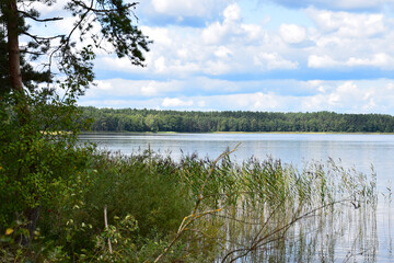 lake in the forest