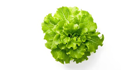 Sticker - Fresh Green Lettuce Isolated on White Background