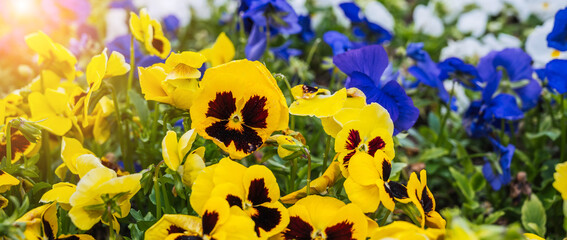 Wall Mural - Blooming yellow and blue flowers pansies on a flower bed in spring close-up