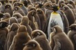 © AIGen - Unique Adult King Penguin Standing Out Among Large Group of Chicks at Volunteer Point, Falkland Islands