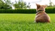 © AICraft - Mongrel Cat Sitting On Grass, Watching For A Target