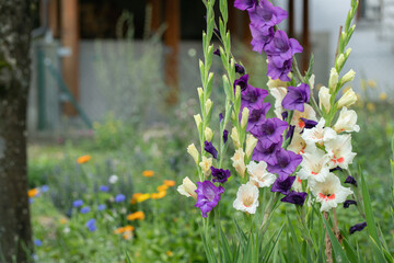 Wall Mural - group of white and dark-purple gladiolus flowers in a garden.