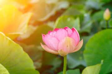 Wall Mural - A pink lotus flower sways in the wind, Nelumbo nucifera. Against the background of their green leaves. Lotus field on the lake in natural environment.