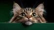 © AICraft - Cute, Amazing Cat Posing