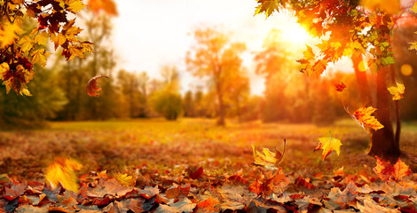 autumn landscape - trees and orange foliage in park at sunset