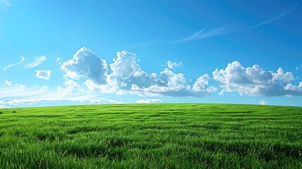 Wall Mural - Green grass field and blue sky scenery.