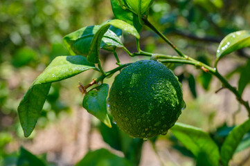 Poster - Green oranges grow on a shady tree