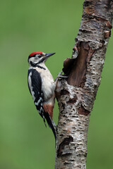 Wall Mural - Greater Spotted Woodpecker (Dendrocopos major) on a Silver Birch trunk