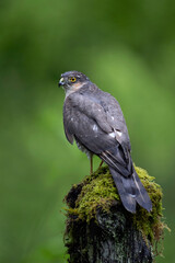 Wall Mural - Soaking wet Sparrowhawk (Accipiter nisus) that has been caught in a heavy storm