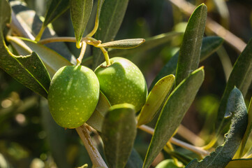 Wall Mural - Round green olives attached to the tree