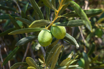 Wall Mural - Detail of the branch of an olive tree with green olives