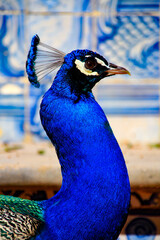 Portugal Cascais portrait of a peacock