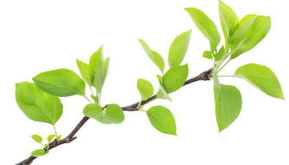 Branch of apple tree with young fresh green leaves isolated on white. Spring season