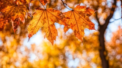 Autumn background for a stock photo with space for text.