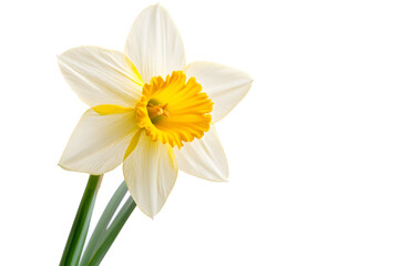 daffodil flower isolated on a white background