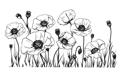 Poster - Vector line art with poppies. Black wall art. Monochrome floral background wallpaper. Flower ornament good for web, print and stencil.