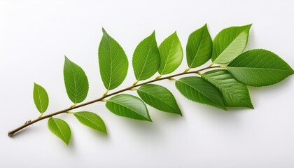 Wall Mural - photo of a branch with green leaves on white background