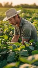 Poster - A man wearing a straw hat is working in a field of green plants