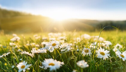 Wall Mural - beautiful spring summer natural pastoral landscape with flowering field of daisies in grass in rays of sunlight