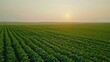 © liliyabatyrova - A field of green crops with a sun in the sky