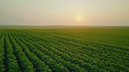 Poster - A field of green crops with a sun in the sky