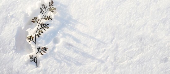 Top view of plant imprint on white snow, matching plant silhouette, with copy space image.