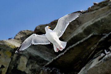 Wall Mural - european herring gull