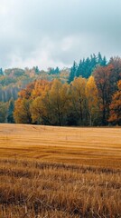Aufkleber - A field of yellow grass with trees in the background