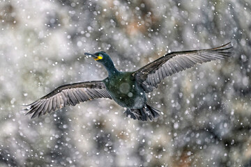 Wall Mural - european shag in heavy snow storm