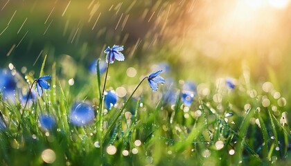 sunshine summer lawn with little blue flowers and rain drops