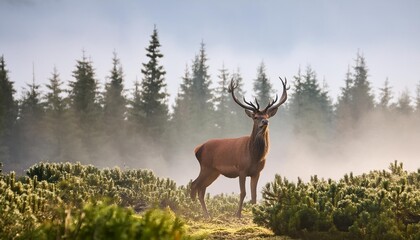 Sticker - red deer in forest on foggy morning