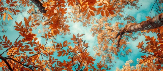 Poster - A natural frame composed of branches with autumn colored leaves Trees displaying autumn hues against a blue sky backdrop. with copy space image. Place for adding text or design