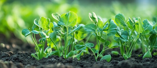 Poster - green pea plants growing in a vegetable garden. with copy space image. Place for adding text or design
