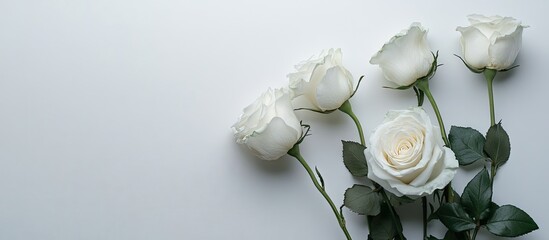 Fototapete - White Rose A bunch of delicate roses against a white backdrop Space for text A romantic setting for spring celebrations. with copy space image. Place for adding text or design