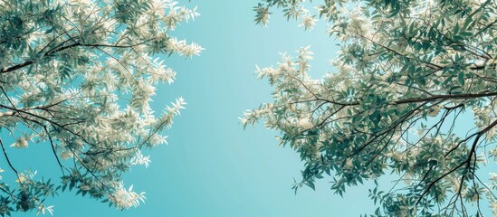 Wall Mural - directly beneath the trees with lush foliage set against a blue sky backdrop. with copy space image. Place for adding text or design