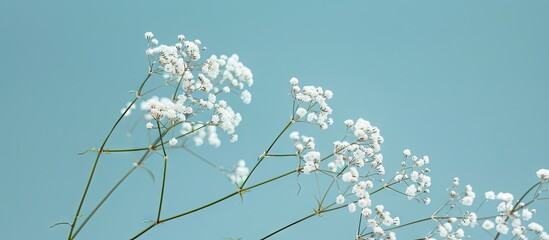 Poster - Small white Gypsophila flowers against a blue background Fluffy and cloud like Gypsophila often referred to as Baby s breath. with copy space image. Place for adding text or design
