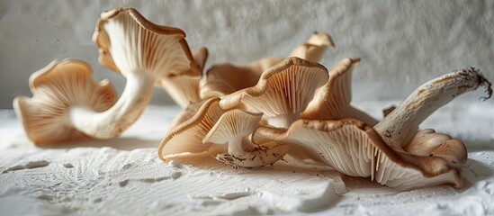 Poster - Mushrooms dried out displayed on a white backdrop providing copy space image