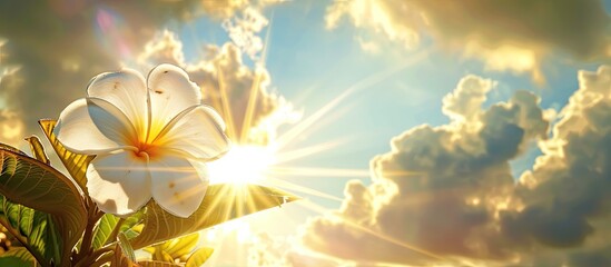 Poster - Stunning flower leaf against a bright sky with sun rays suitable for use as a copy space image