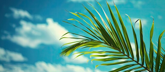 Poster - Palm frond displayed in front of a vibrant blue sky as a copy space image