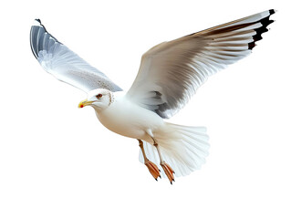 A beautiful seagull in graceful flight with open wings, isolated on white background. Perfect for nature and wildlife themes.