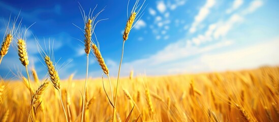 Poster - Wheat ears in a golden field with a blue sky backdrop for copy space image